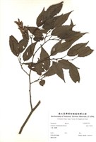 藏品(細齒千金榆)的圖片